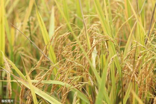 水稻缺素该如何防治 掌握好以下几点,有助提高水稻产量质量